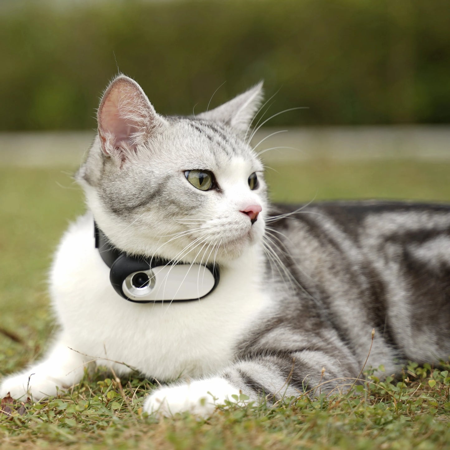 PawPath Camera Collar™