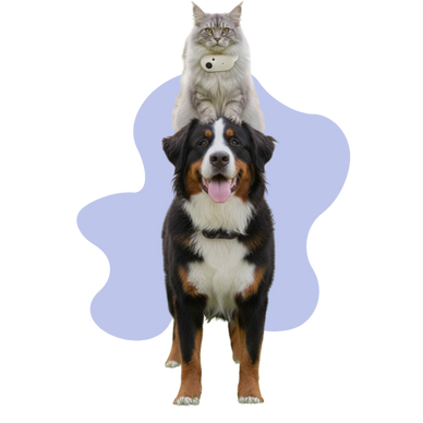 "Experience Freedom and Safety Together"